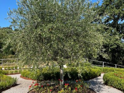 gardening-oliverde-05